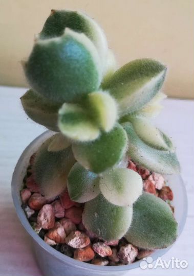 Суккуленты