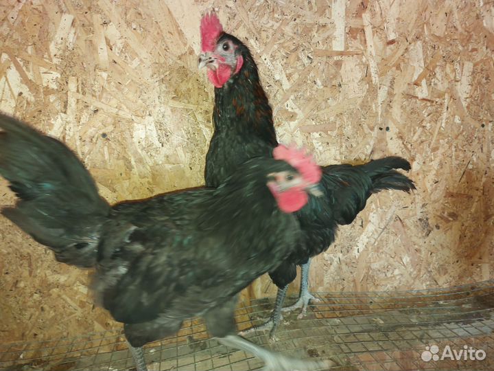 Петушки Пушкинская и Синь Синь Дянь