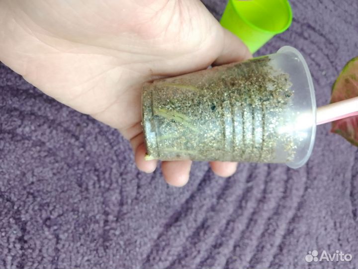 Аглаонема Род Нерф