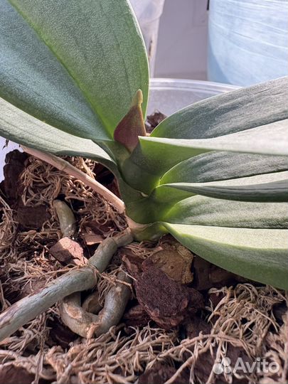 Орхидея фаленопсис