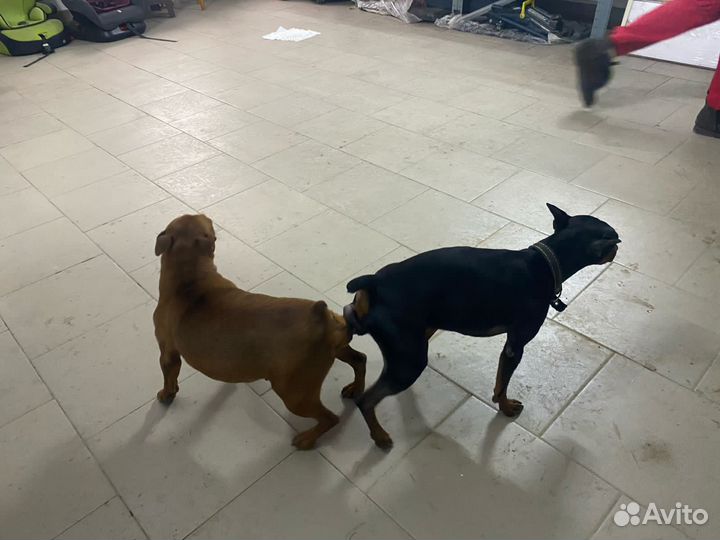 Щенки цвергпинчера мини