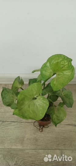 Сингониум Роксана