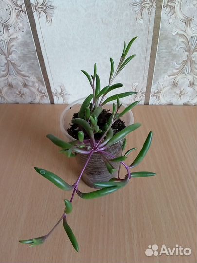 Суккуленты ампельные