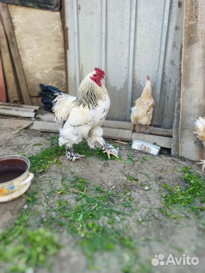 Петухи Брама Крапчатая на развод 9мес