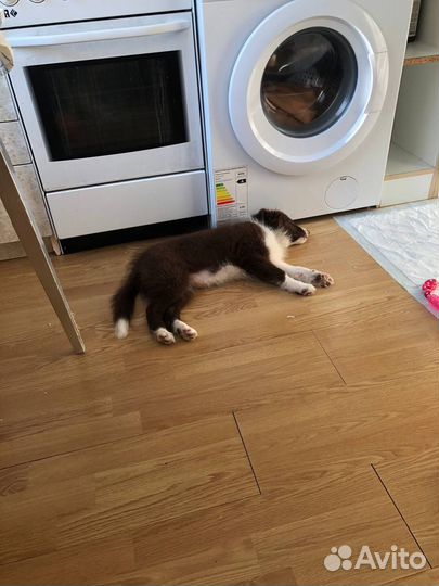 Щенок бордер колли