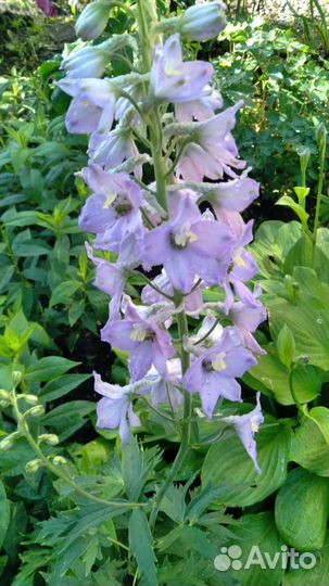 Дельфиниум