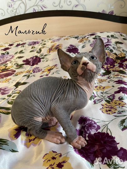 Канадский сфинкс