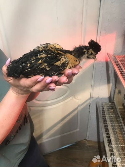 Инкубационное яйцо кур павловское золото