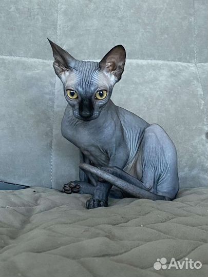 Канадский сфинкс