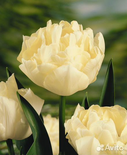 Луковицы тюльпанов