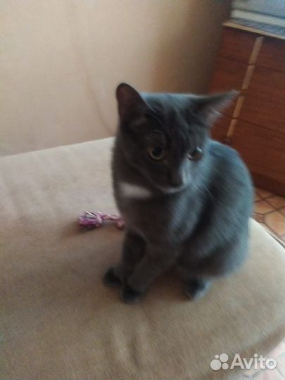 Кот в добрые руки