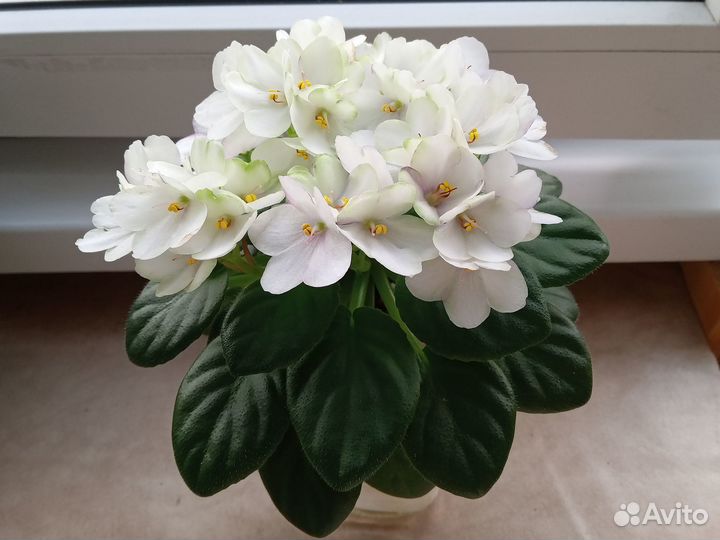 Фиалки сортовые мини и полумини