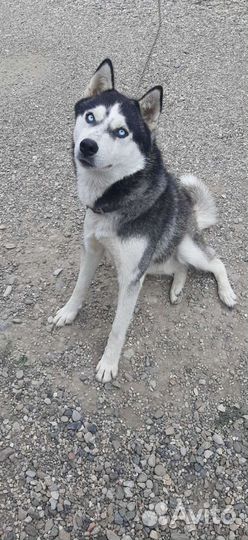 Вязка бесплатно