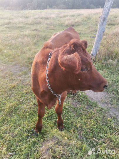 Телочка красногорбатовская/джерси