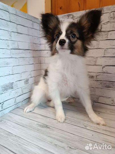 Красотка Гретта