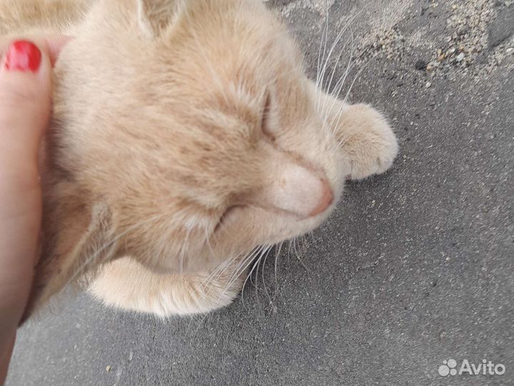 Дам Кота в добрые руки