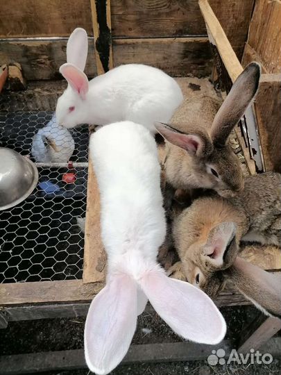 Кролики породы фландер