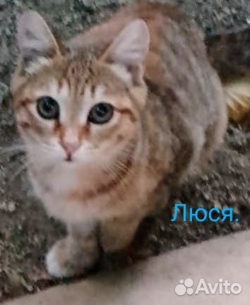 Котенок Люся