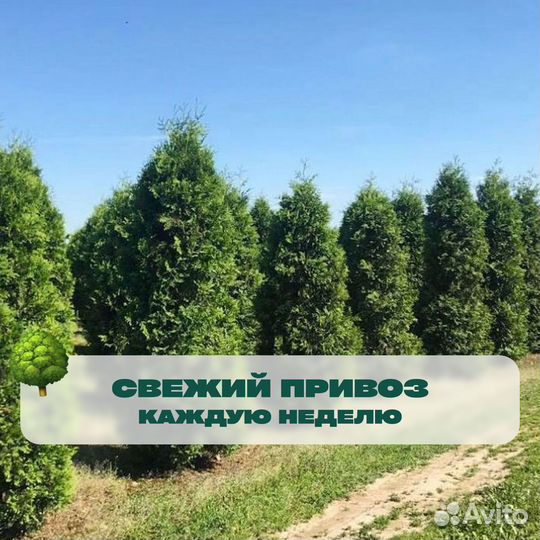 Туя смарагд 170 см