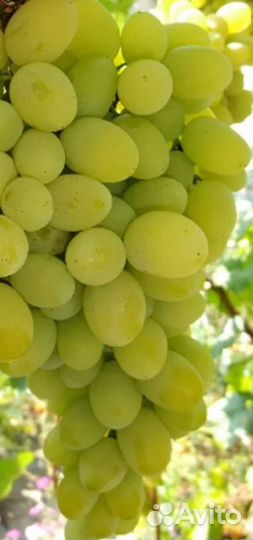 Саженцы винограда