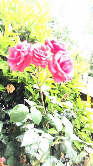 Роза кустовая