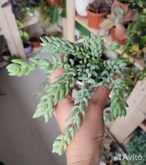 Суккуленты