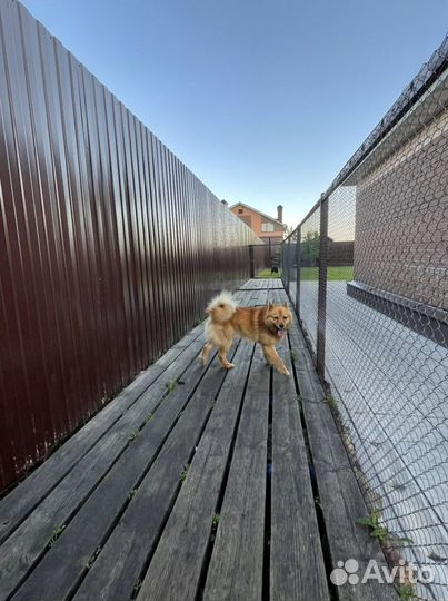 Вязка карело-финская лайка