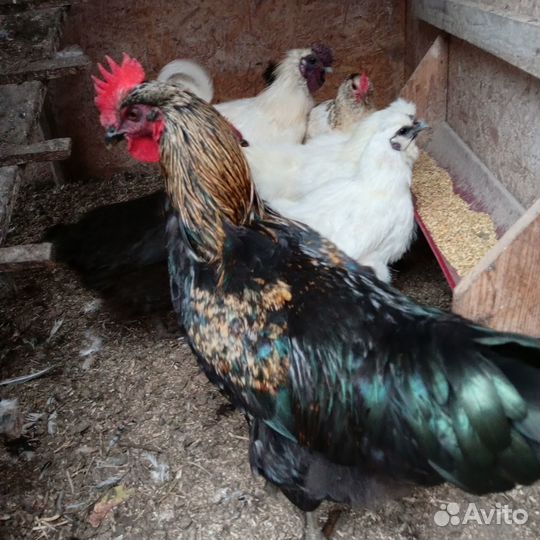 Китайский шелковый петушок. Индоутки