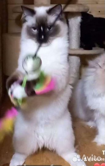 Кошки рэгдолл