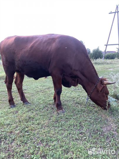 Корова нетель