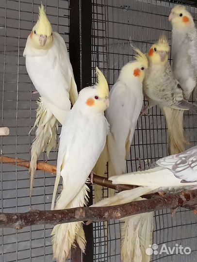 Кореллы и волнушка