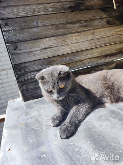 Шотландская вислоухая кошка