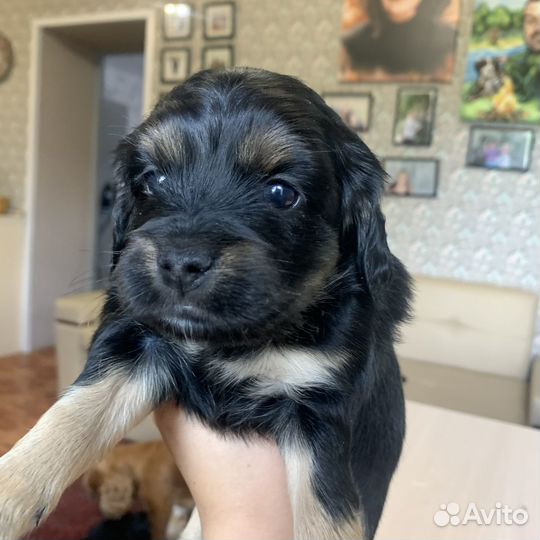 Продаются щенки спаниеля