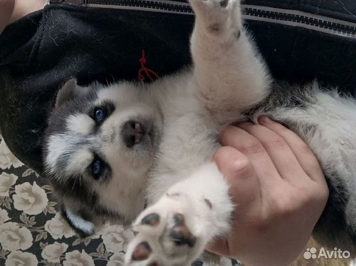 Сибирский хаски