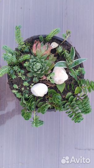 Флорариум суккуленты