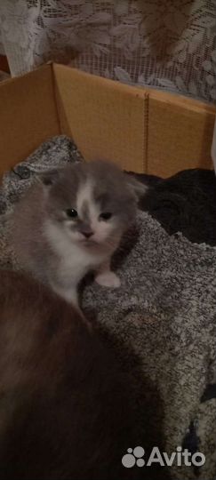 Котенок 2 месяца