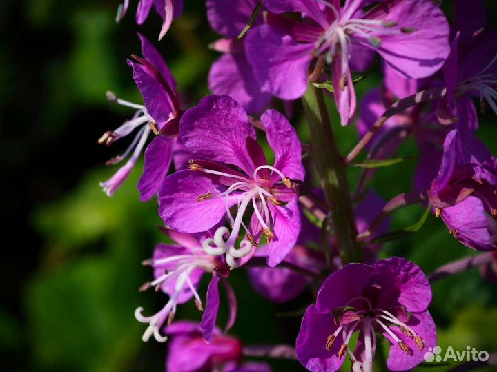 Иван-чай 1кг традиционный, натуральнейший