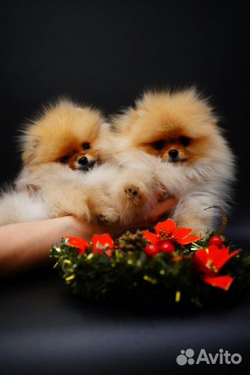 Мимишки мини