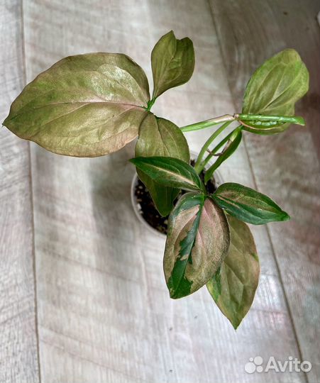 Сингониумы