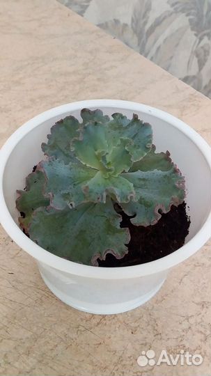 Суккуленты