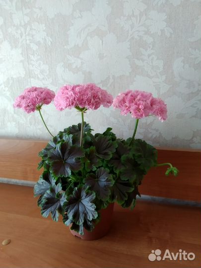 Пеларгония черенки на срез