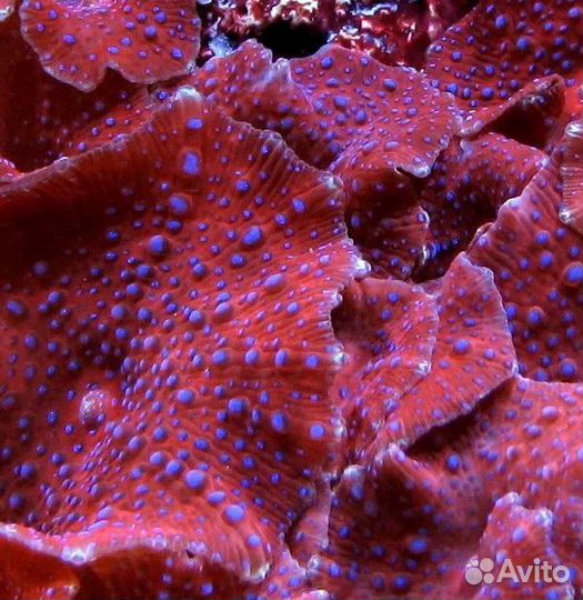 Морские кораллы мягкие