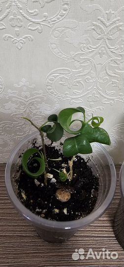 Фикус сортовые