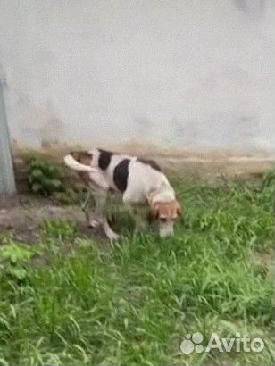 Пёс русская гончая в добрые руки