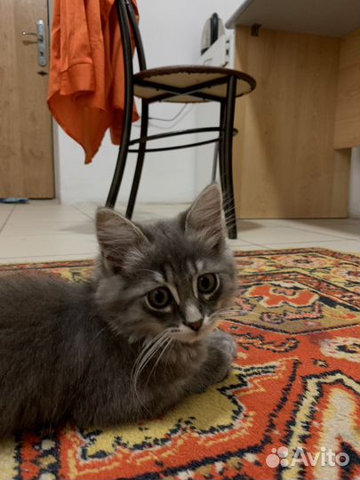 Кошка в дар бесплатно