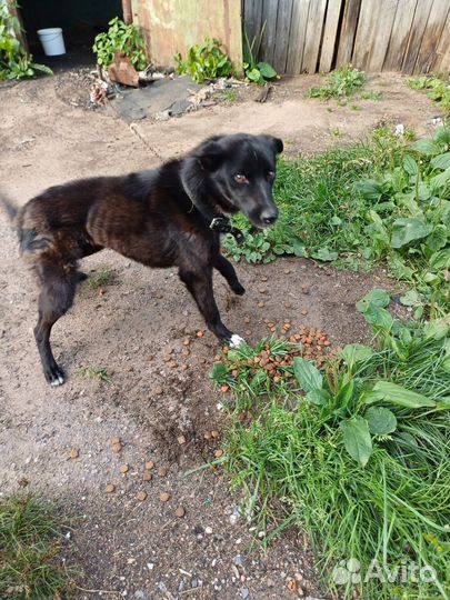 Две собачки