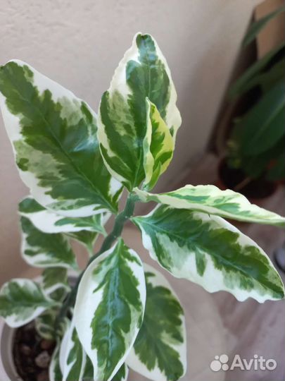 Педилантус