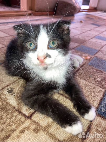 Отдам кота в добрые руки