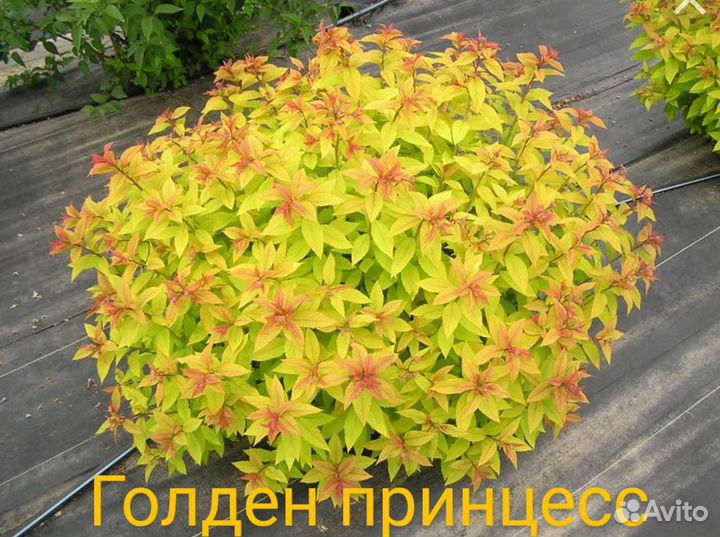Спирея японская