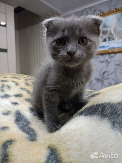 Британская кошка